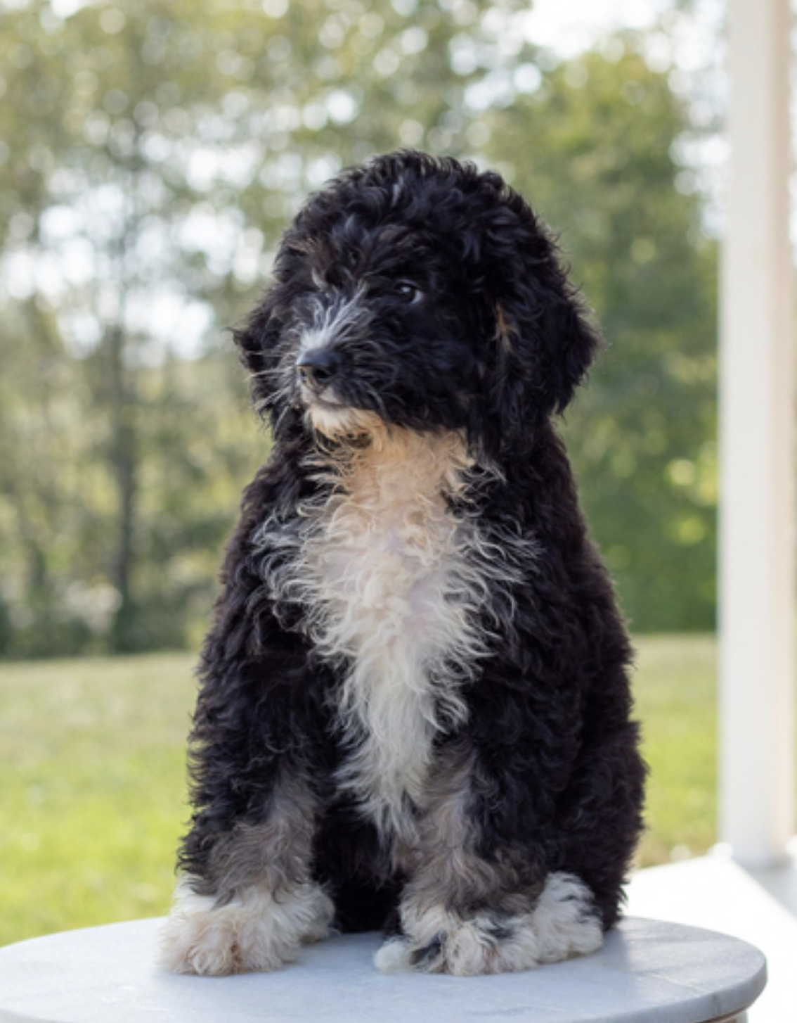 comprar cachorros sanos, baratos y asequibles para la venta